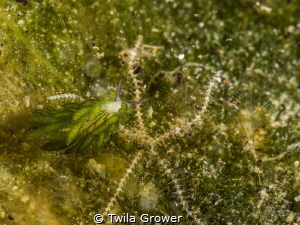 Sheep nudi by Twila Grower 